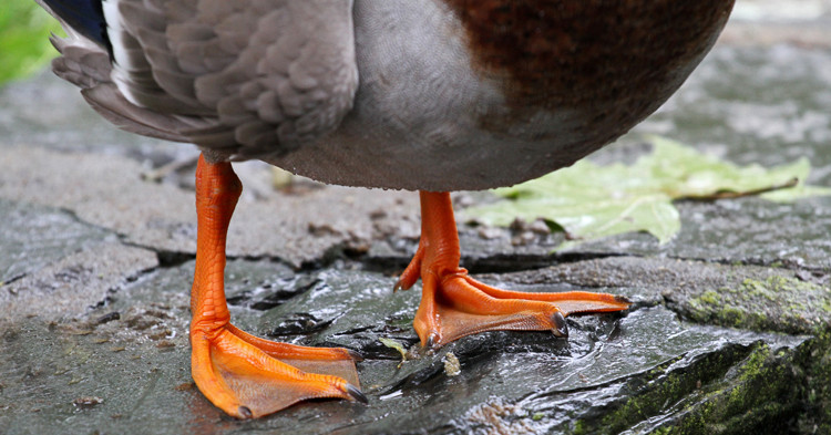 Posture Hack #1: How to Improve “Duck Feet”